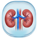 Urology icon